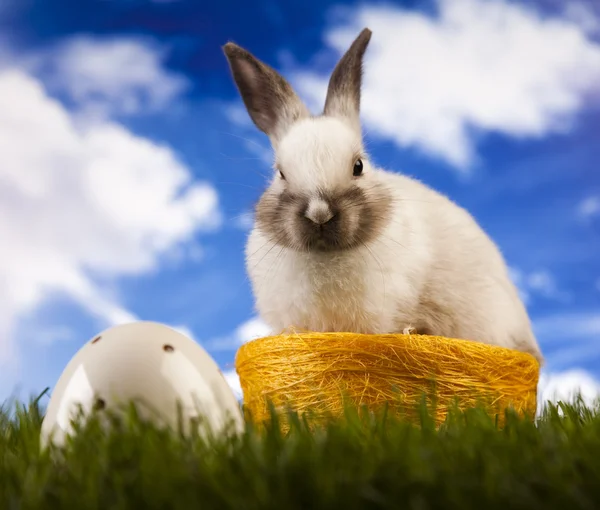 Bunny i gräs — Stockfoto