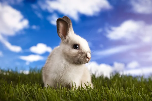 Bunny i gräs — Stockfoto