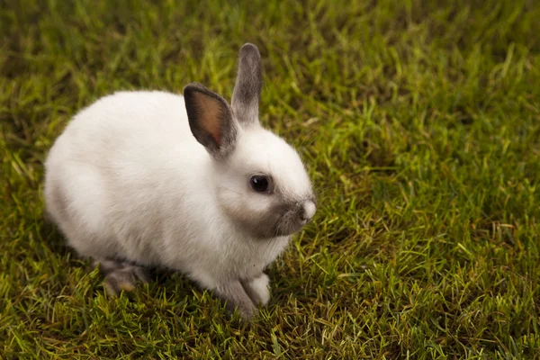 Bunny in gras — Stockfoto