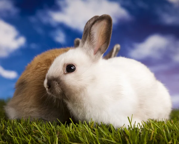 Bebek tavşan — Stok fotoğraf