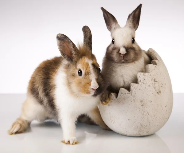 Häschen-Baby — Stockfoto