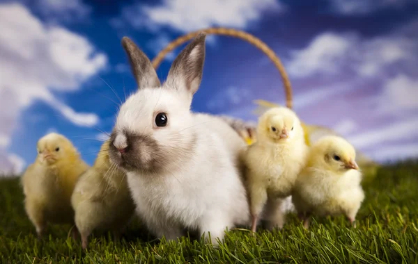 Chick in bunny — Stock Photo, Image