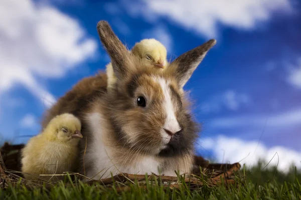 Chick in bunny — Stockfoto