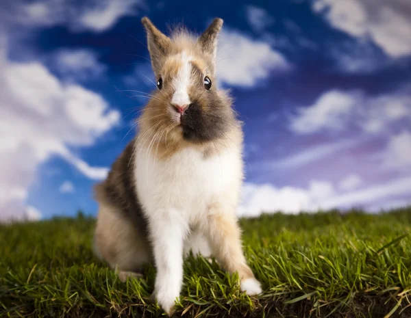 Våren baby bunny och grönt gräs — Stockfoto