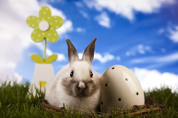 Primavera bebé conejito y verde hierba — Foto de Stock