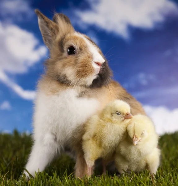 Våren baby bunny och grönt gräs — Stockfoto