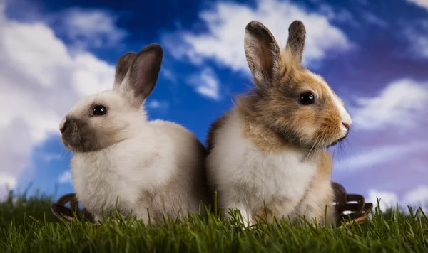 Lente baby bunny en groen gras — Stockfoto