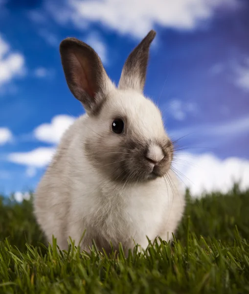 Spring baby bunny and green grass — Stock Photo, Image
