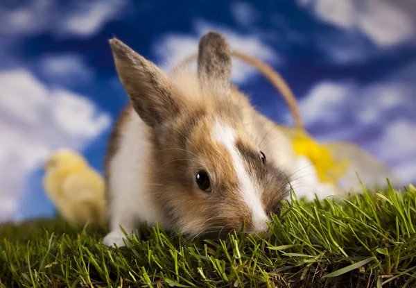 토끼와 병아리와 푸른 잔디 — 스톡 사진