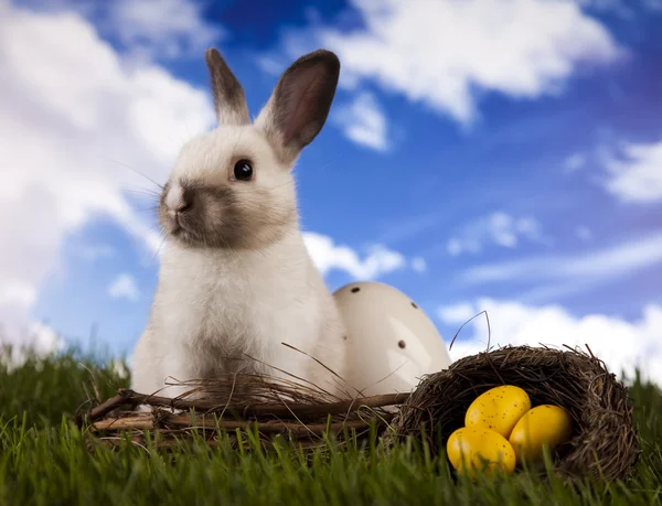 Jarní dětská bunny a zelené trávy — Stock fotografie