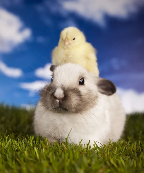 Tavşan ve civciv ve yeşil çimen — Stok fotoğraf