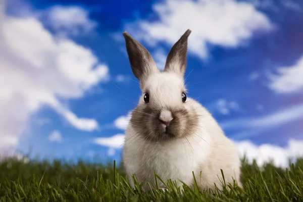 Маленький кролик в зеленой траве — стоковое фото
