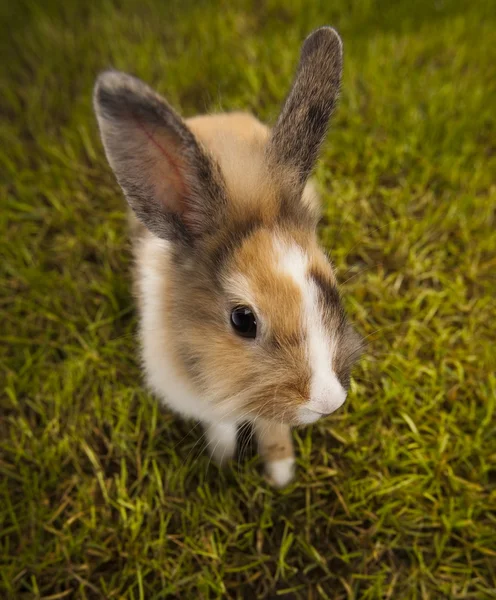Malý zajíček v zelené trávě — Stock fotografie