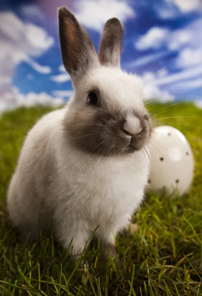 Lilla kaninen i grönt gräs — Stockfoto