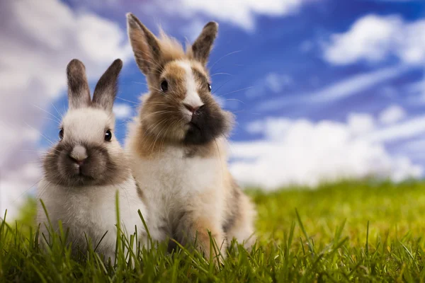 Conejo, conejo —  Fotos de Stock