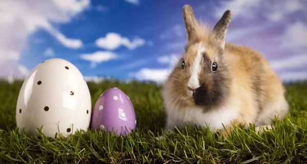 Kleine konijntje in groene gras — Stockfoto