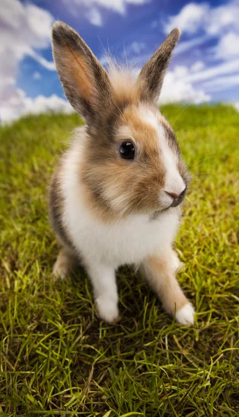 Lente baby bunny en groen gras — Stockfoto