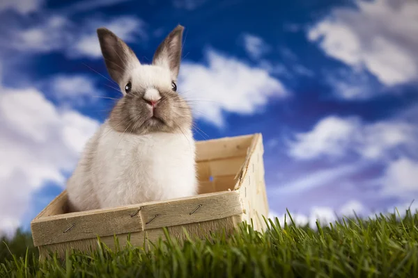กระต่ายทารกฤดูใบไม้ผลิและหญ้าสีเขียว — ภาพถ่ายสต็อก
