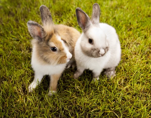 Conejo, conejo y hierba verde —  Fotos de Stock