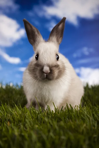 Bunny i gräs — Stockfoto