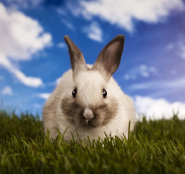 Bunny i gräs — Stockfoto