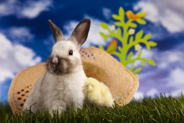 Chick in bunny — Stockfoto