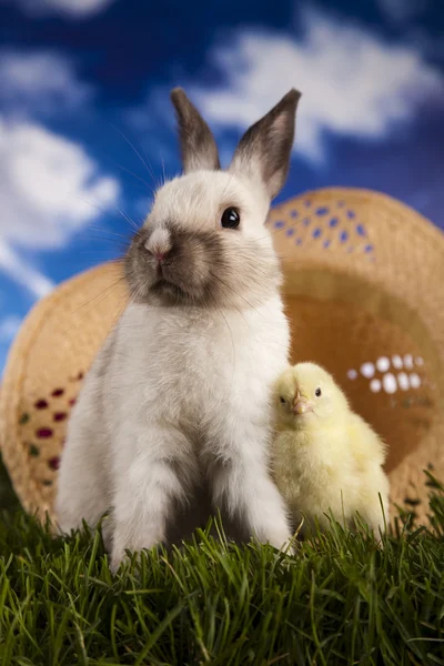 Chick in bunny — Stockfoto