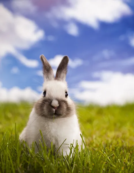 在草丛中的小兔子 — 图库照片