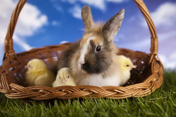 Chick in bunny — Stock Photo, Image