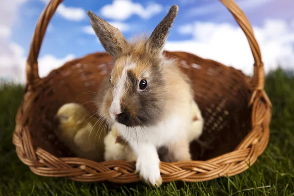 Chick in bunny — Stockfoto