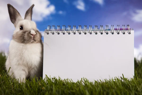Copyspace blanco papier en bunny — Stockfoto