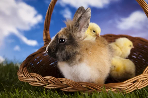 Happy Easter, Chick in bunny — Stock Photo, Image