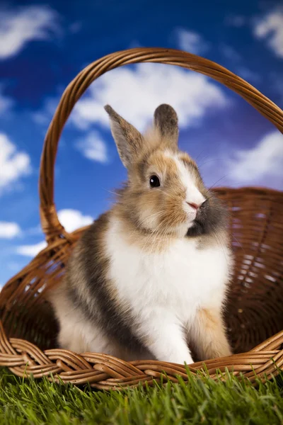 Rabbit in grass — Stock Photo, Image