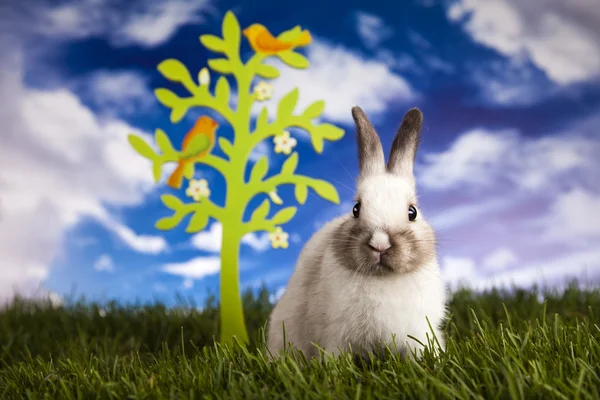 Conejo en la hierba — Foto de Stock