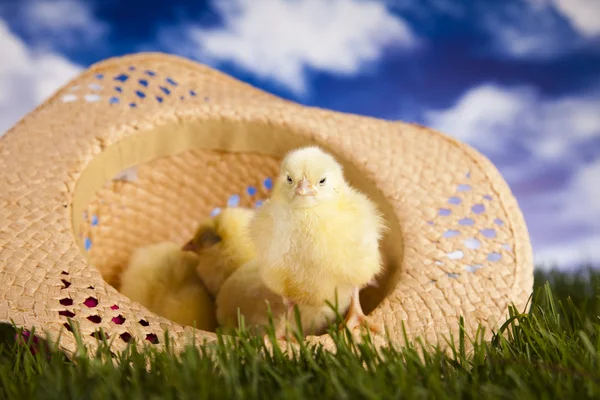 Chick, feliz Pascua —  Fotos de Stock