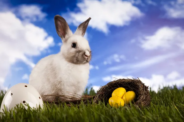 Baby Bunny — Stockfoto