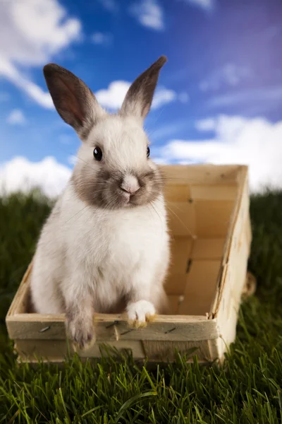 Konijn in gras — Stockfoto