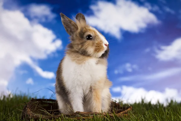 Кролик в траве — стоковое фото