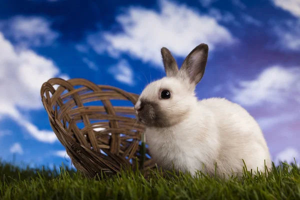 Baby bunny and green grass — Stock Photo, Image