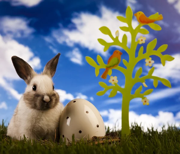 Baby coniglietto e erba verde — Foto Stock