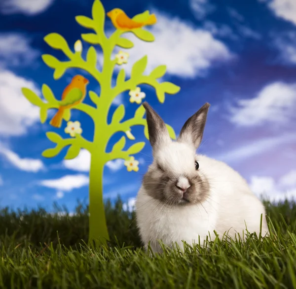 Детский кролик и зеленая трава — стоковое фото