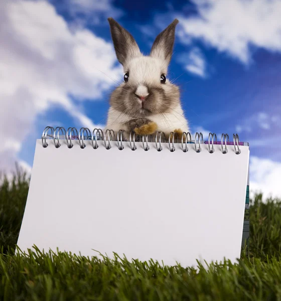 Copyspace blank paper and bunny — Stock Photo, Image