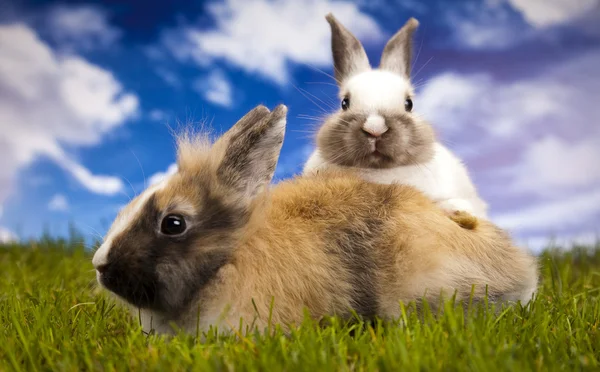 Bunny, králík a zelené trávy — Stock fotografie