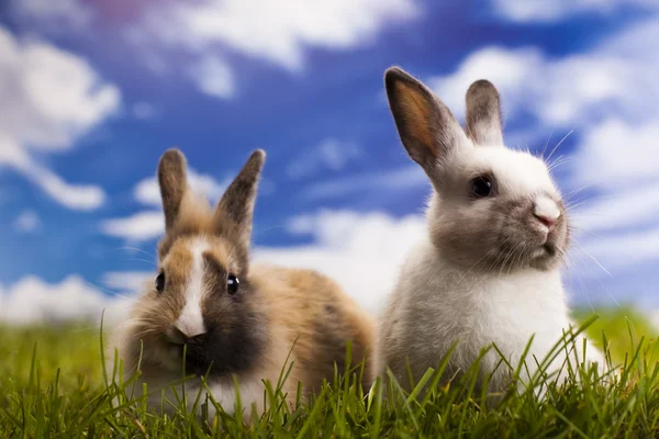 Bunny, králík a zelené trávy — Stock fotografie