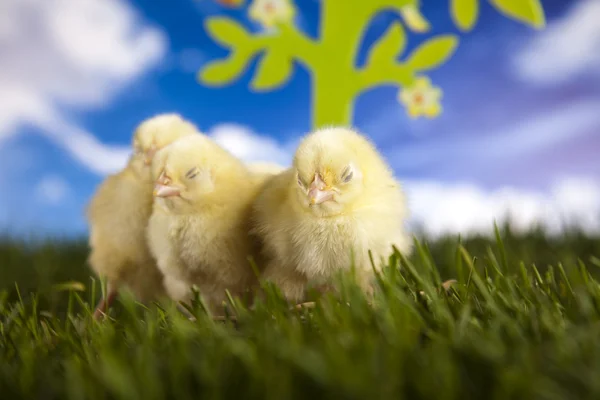 Chick, Happy easter — Stock Photo, Image