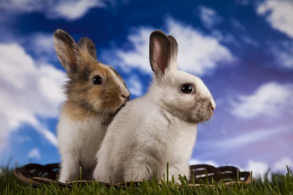 Conejo, conejo y hierba verde — Foto de Stock