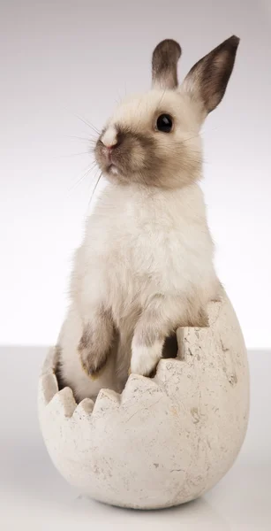 Pequeño conejo sobre fondo blanco — Foto de Stock