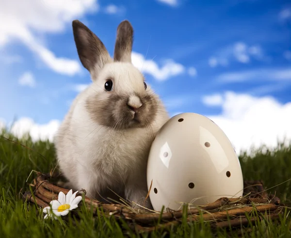 Wiosna baby królik i trawa zielona — Zdjęcie stockowe
