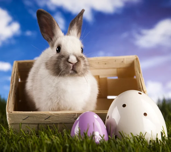Lente baby bunny en groen gras — Stockfoto