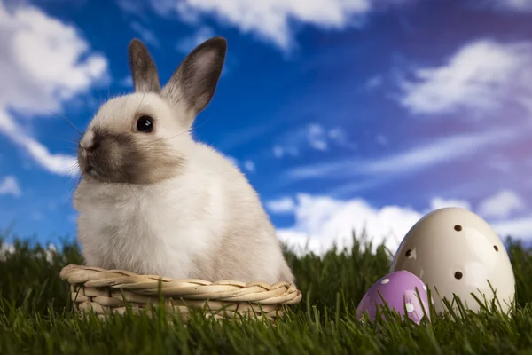 Spring baby bunny and green grass — Stock Photo, Image